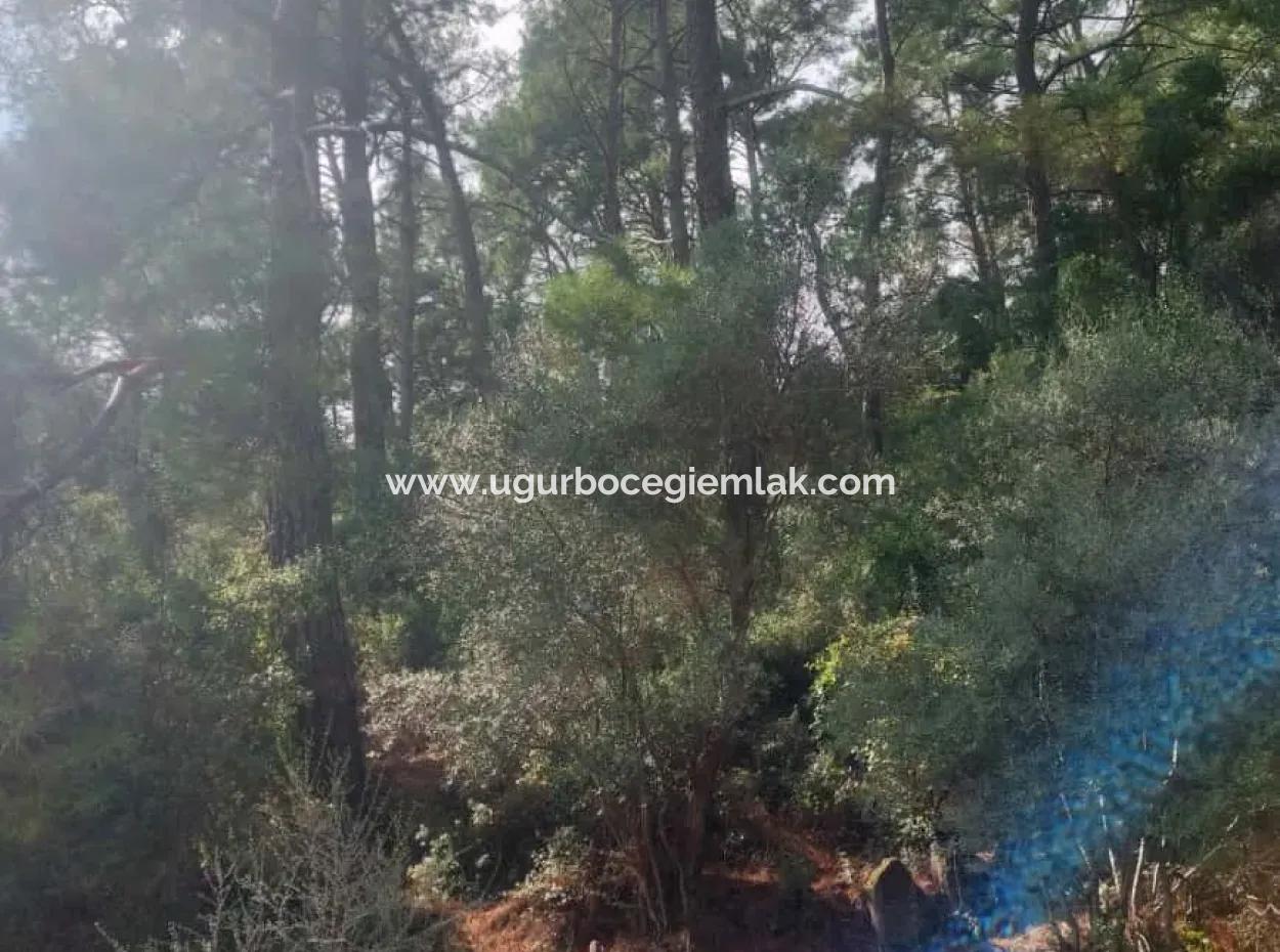 Olives For Sale With Sea View In Sarigerme