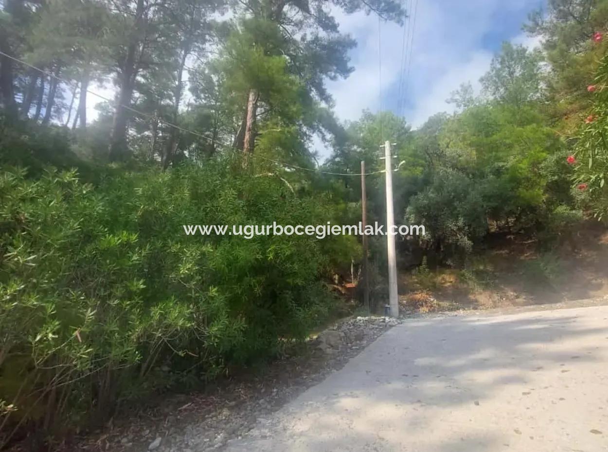 Olives For Sale With Sea View In Sarigerme