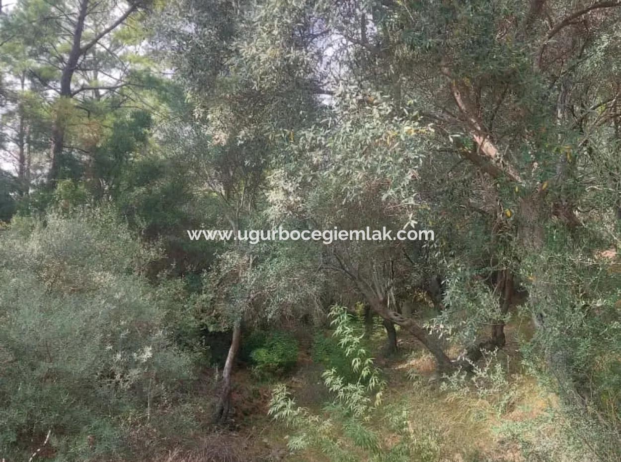 Olives For Sale With Sea View In Sarigerme