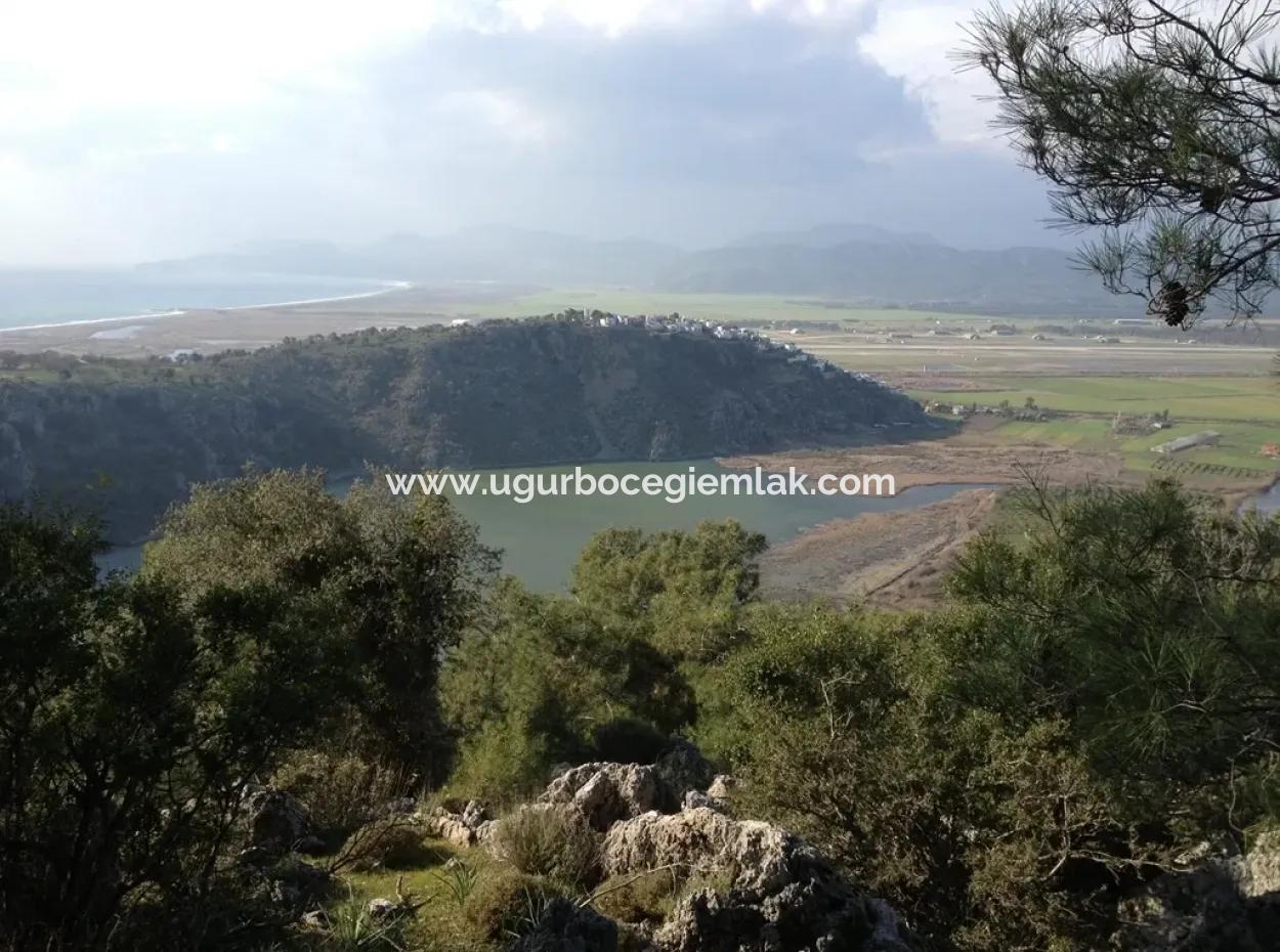 Dalaman, Kapıkargın - 67.200M2 Olive Grove