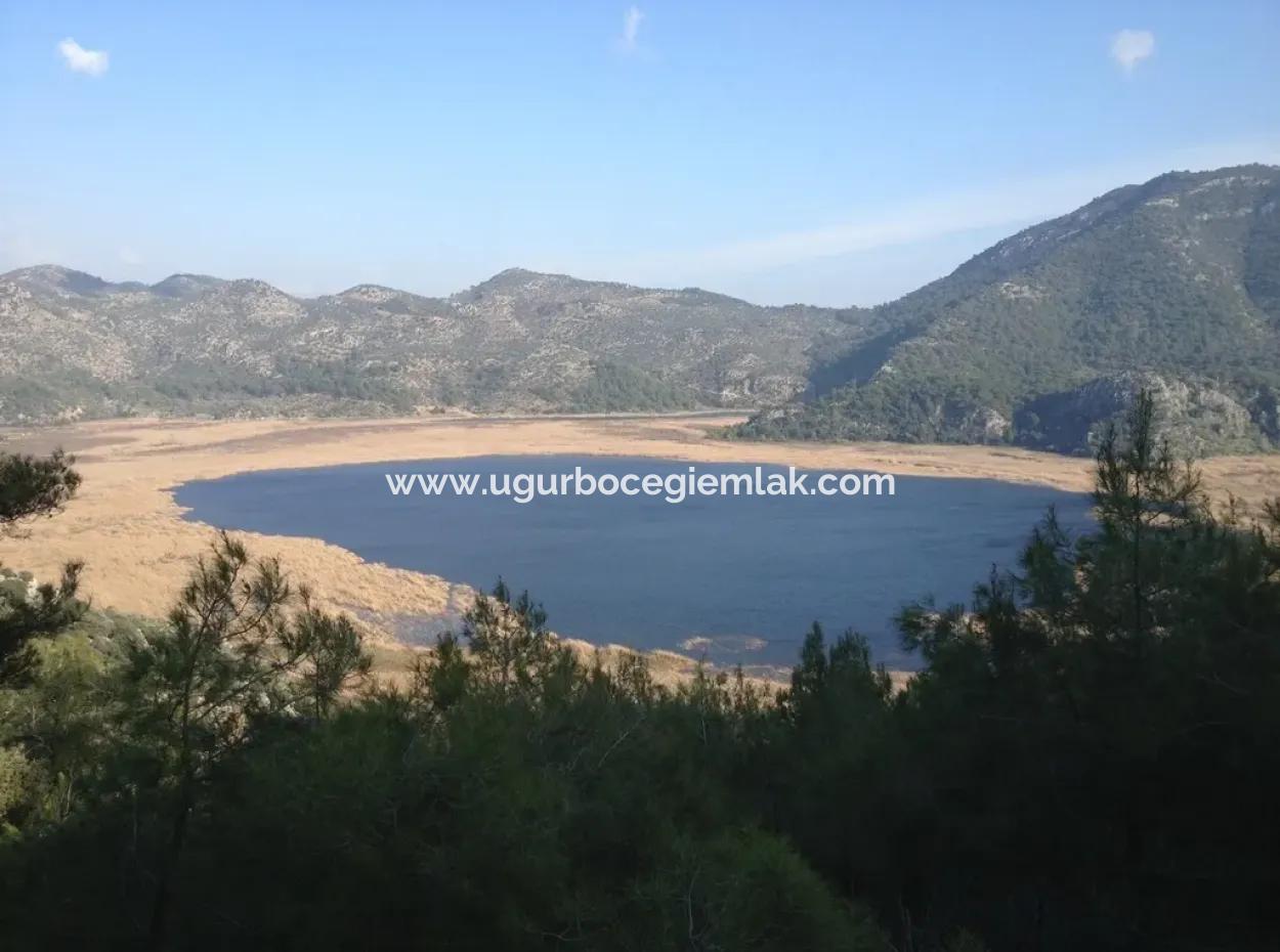 Dalaman, Kapıkargın - 67.200M2 Olive Grove