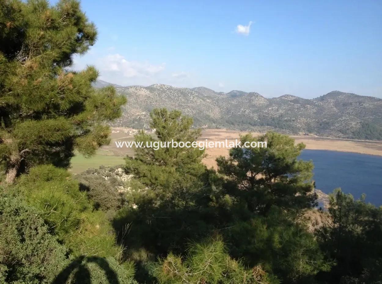Dalaman, Kapıkargın - 67.200M2 Olive Grove