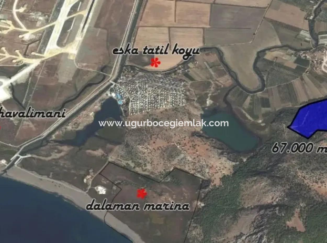 Dalaman, Kapıkargın - 67.200M2 Olive Grove