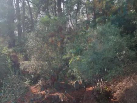 Olives For Sale With Sea View In Sarigerme