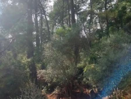 Olives For Sale With Sea View In Sarigerme