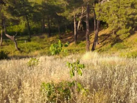 Dalaman, Elcik Village - Land For Sale