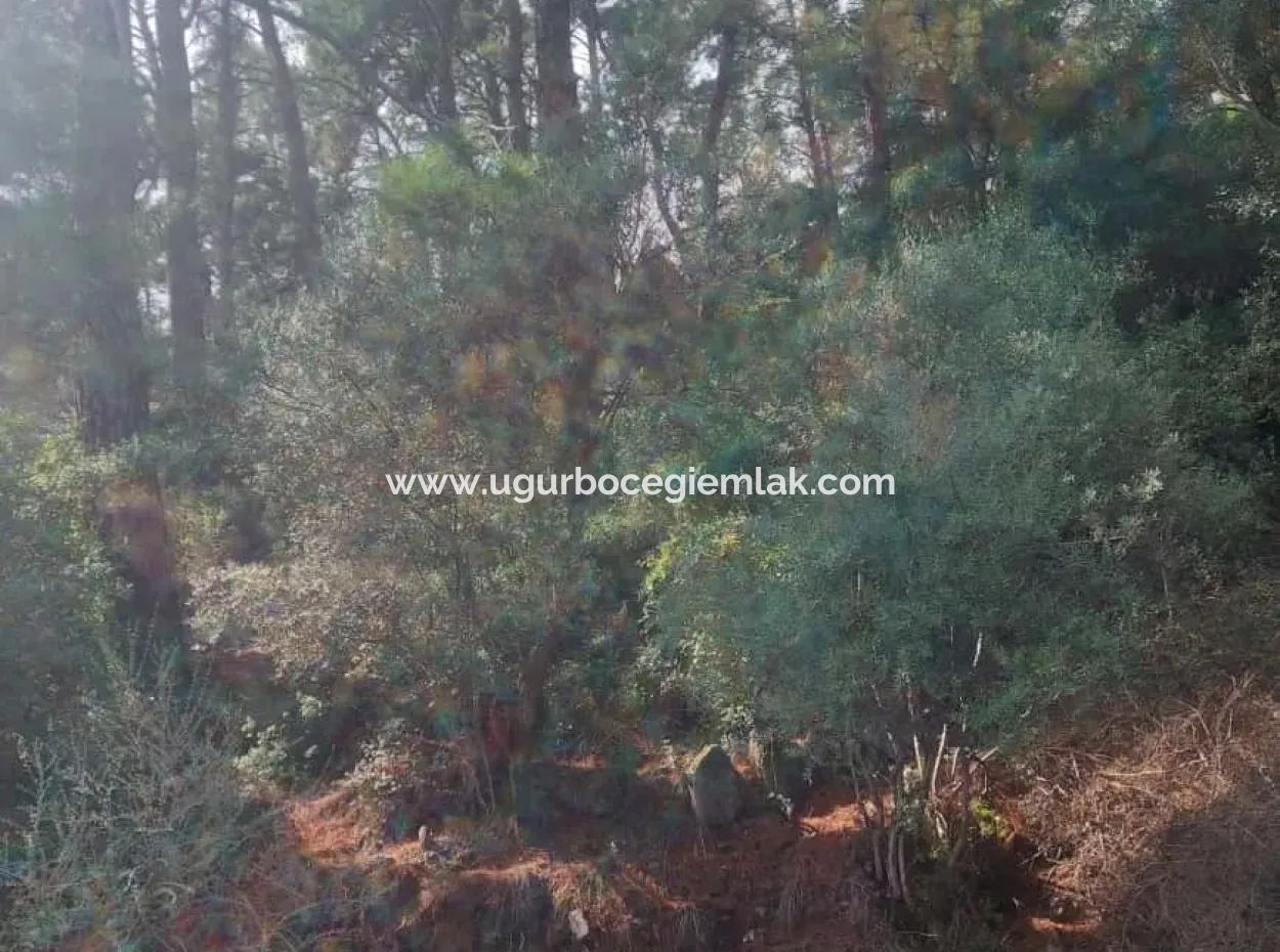 Sarıgerme De Deniz Manzaralı Satılık Zeytinlik