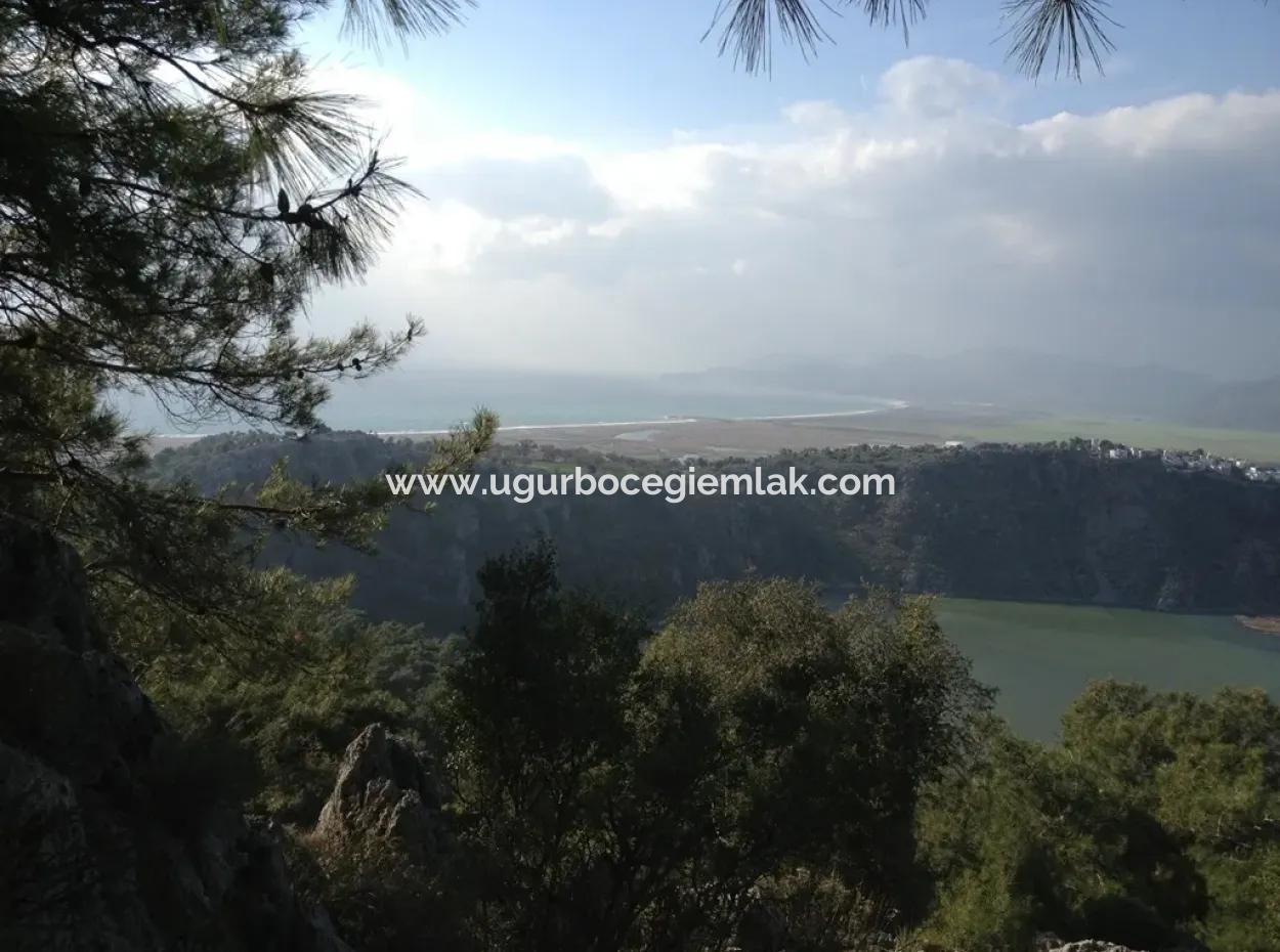 Dalaman Kapukargın Mahallesinde Satılık 67.200 M2 Zeytinlik