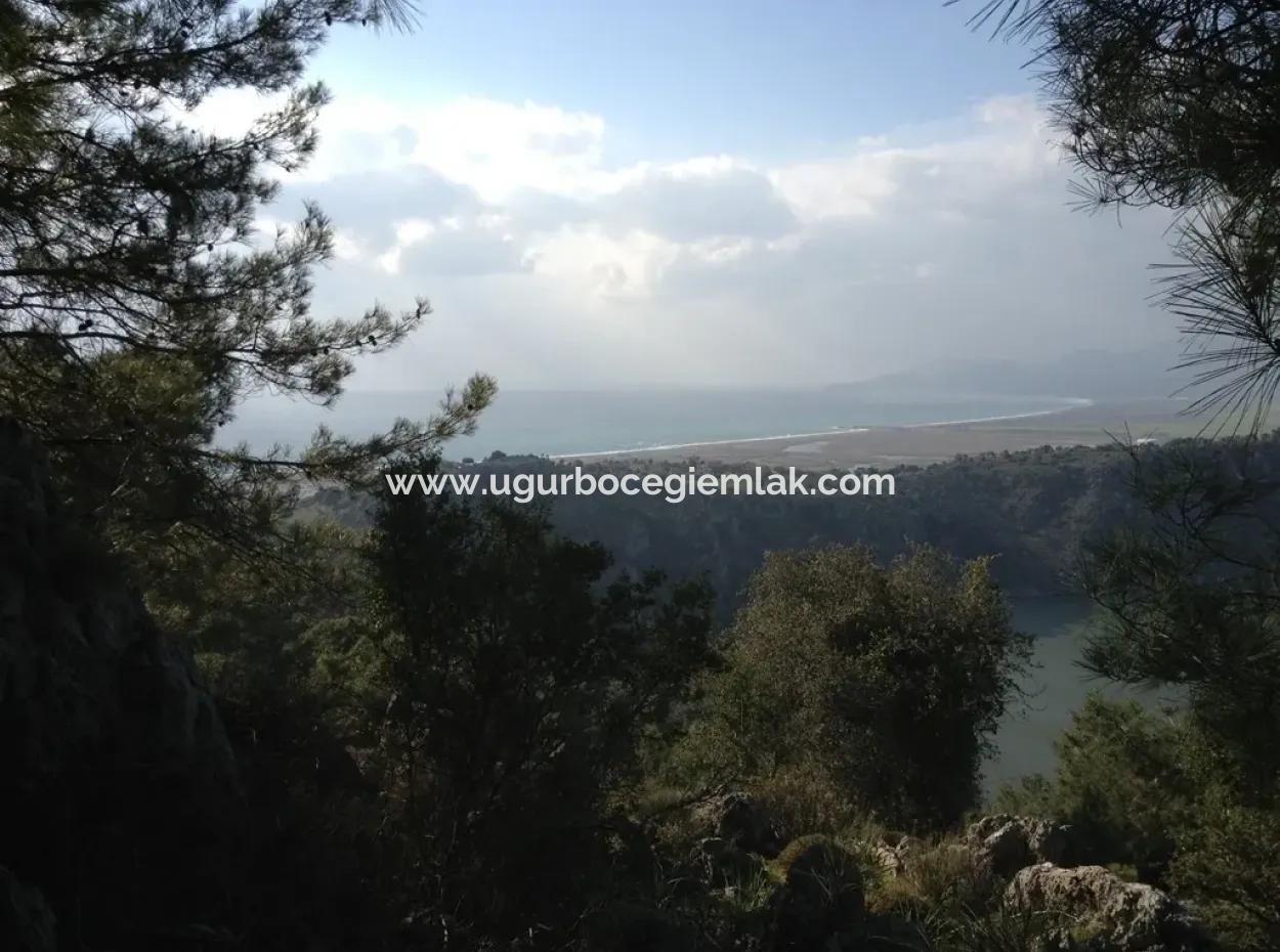 Dalaman Kapukargın Mahallesinde Satılık 67.200 M2 Zeytinlik