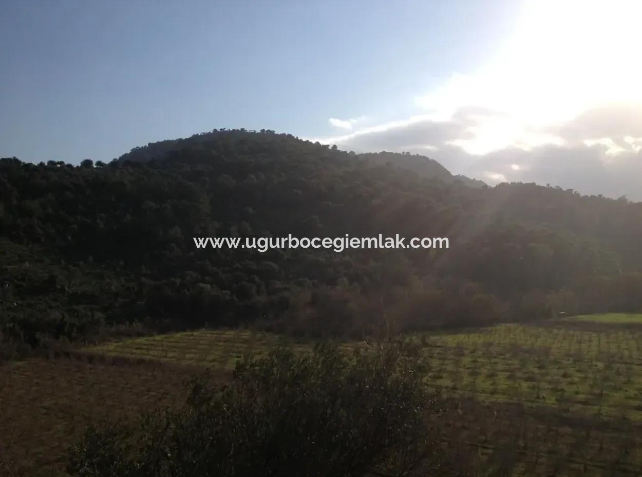 Dalaman Kapukargın Mahallesinde Satılık 67.200 M2 Zeytinlik