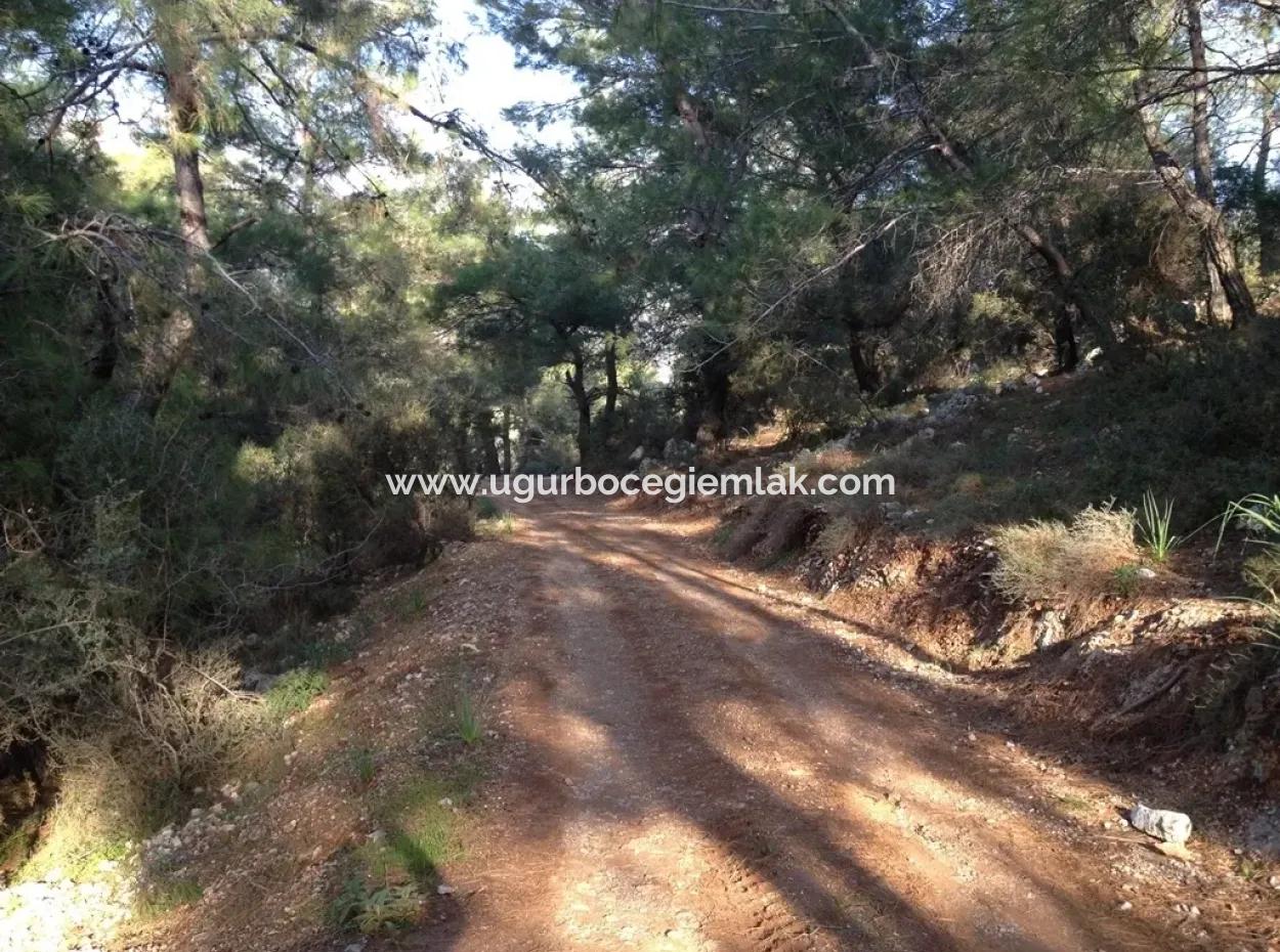 Dalaman Kapukargın Mahallesinde Satılık 67.200 M2 Zeytinlik