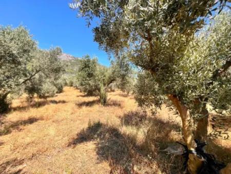 Dalaman Kayadibi Köyün De 5 Dönüm İçerisin De Evi Olan Tarla Satılık