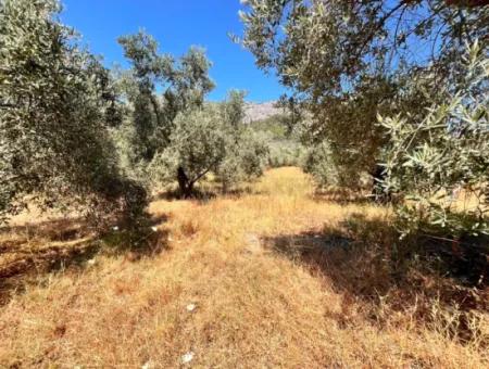 Dalaman Kayadibi Köyün De 5 Dönüm İçerisin De Evi Olan Tarla Satılık